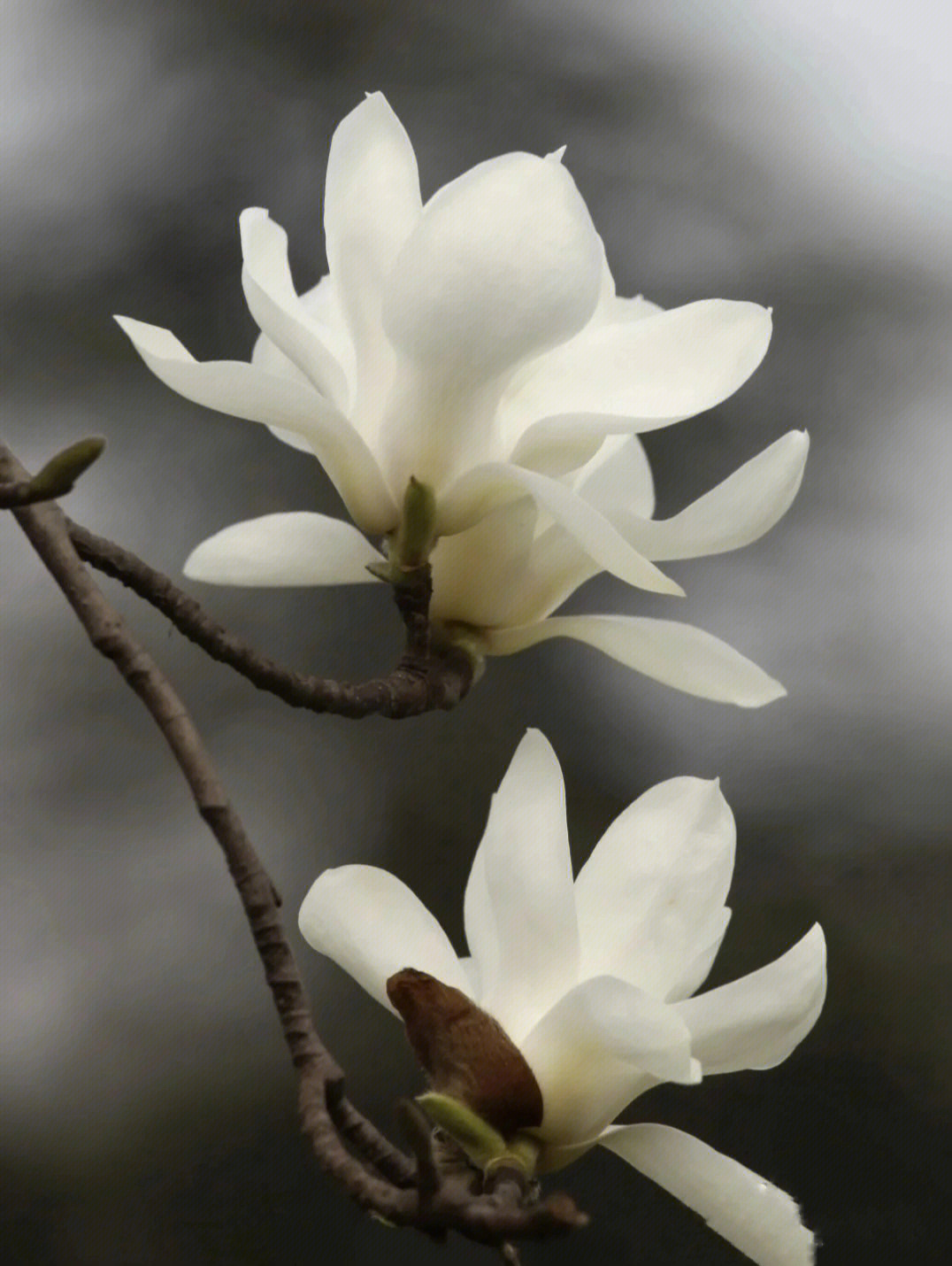73木兰花的花语:为生命崇高,纯净,洁净,素雅.