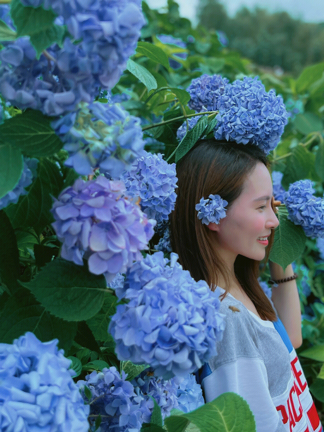 绣球花海