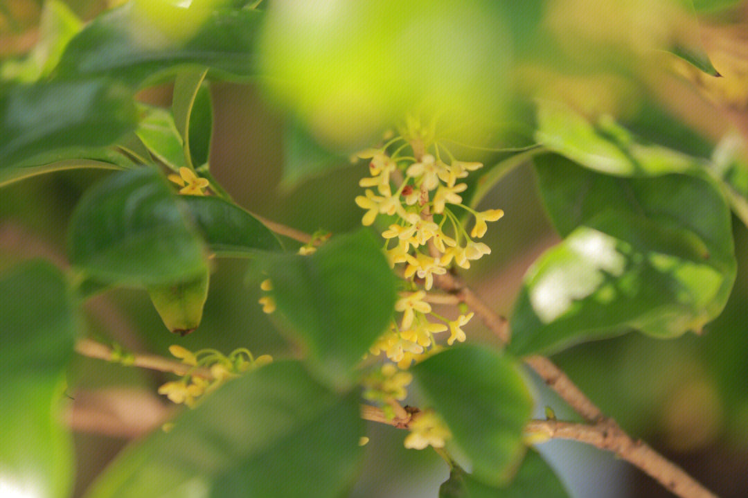 颐和园桂花