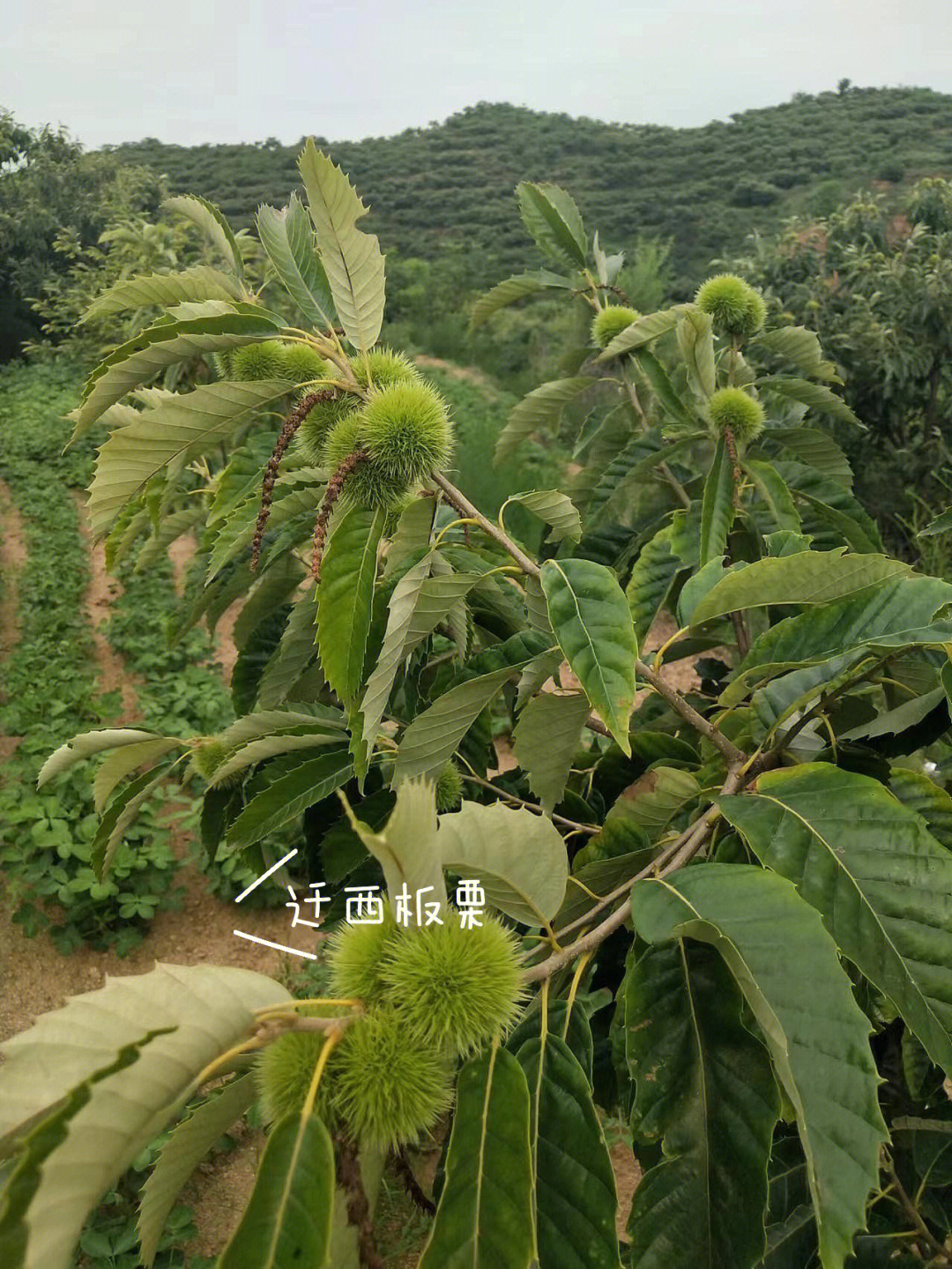 迁西板栗假一陪十