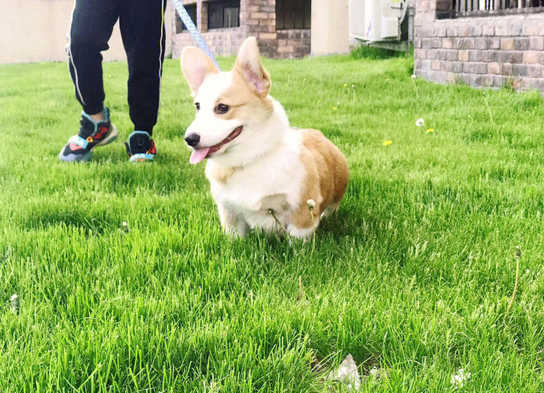 柯基幼犬