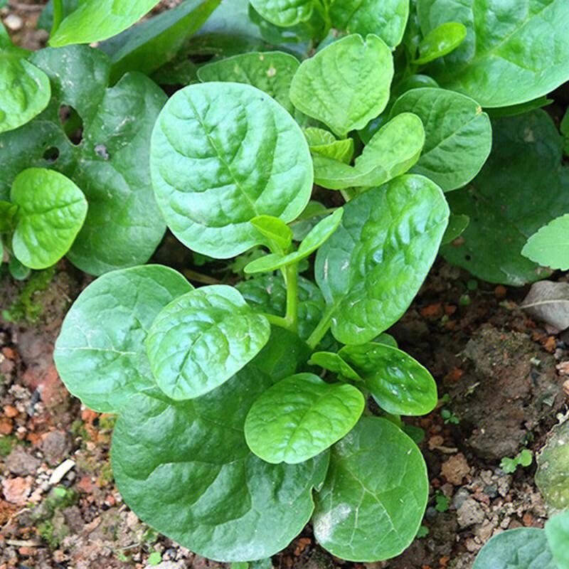 叶菜种植篇鲜香脆嫩的木耳菜