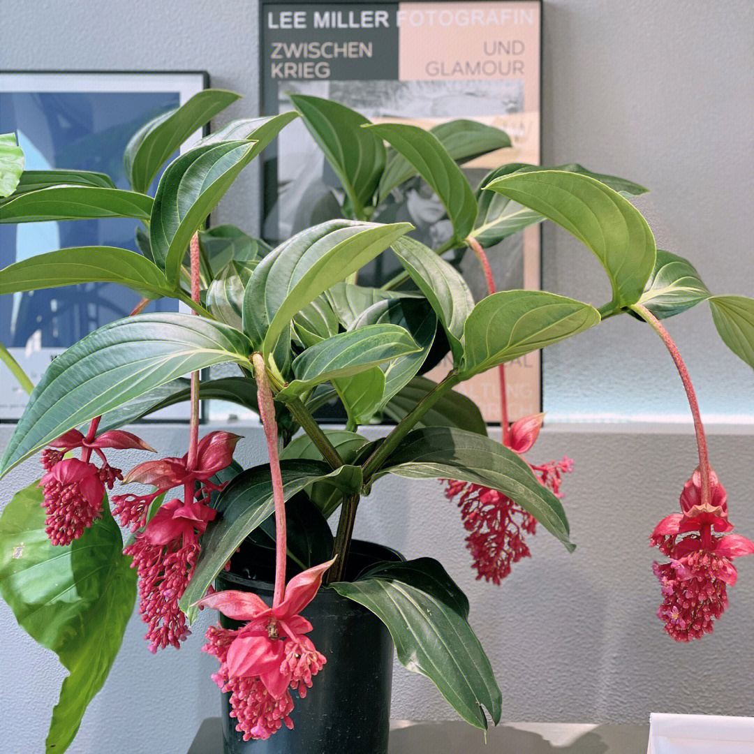 网红盆栽“宝莲灯”—花姿奇特美丽，花期长达两百天，室内也能养