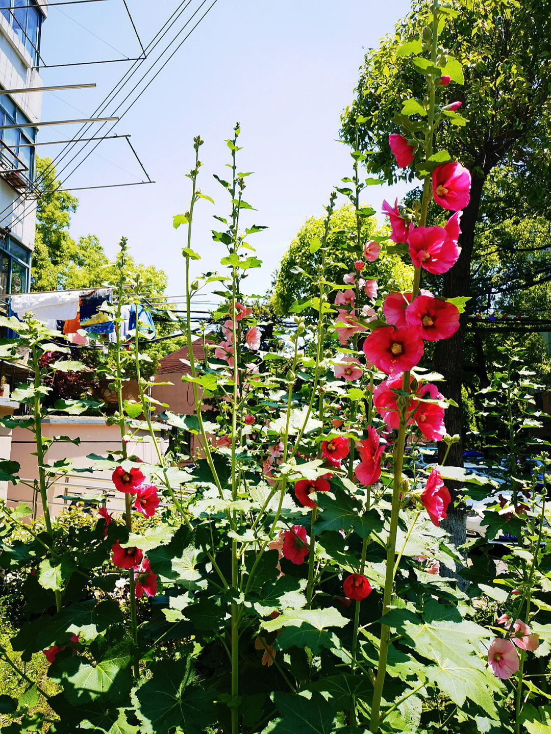 蜀葵花为锦葵科植物蜀葵