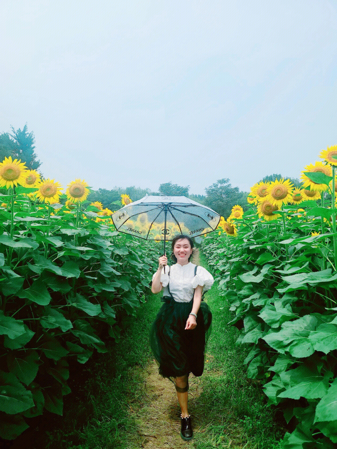 在奥森的向日葵地里自由奔跑