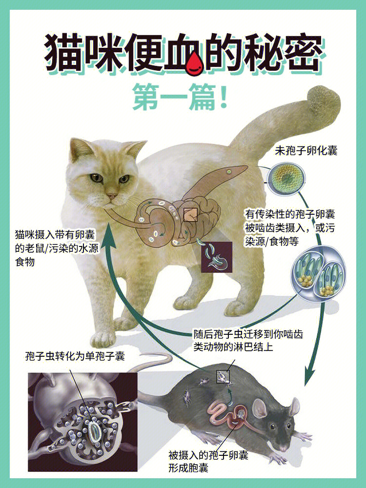 猫咪便血怎么办63这种虫进来了解一下