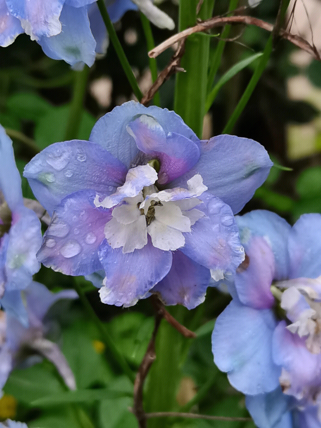 高翠雀花