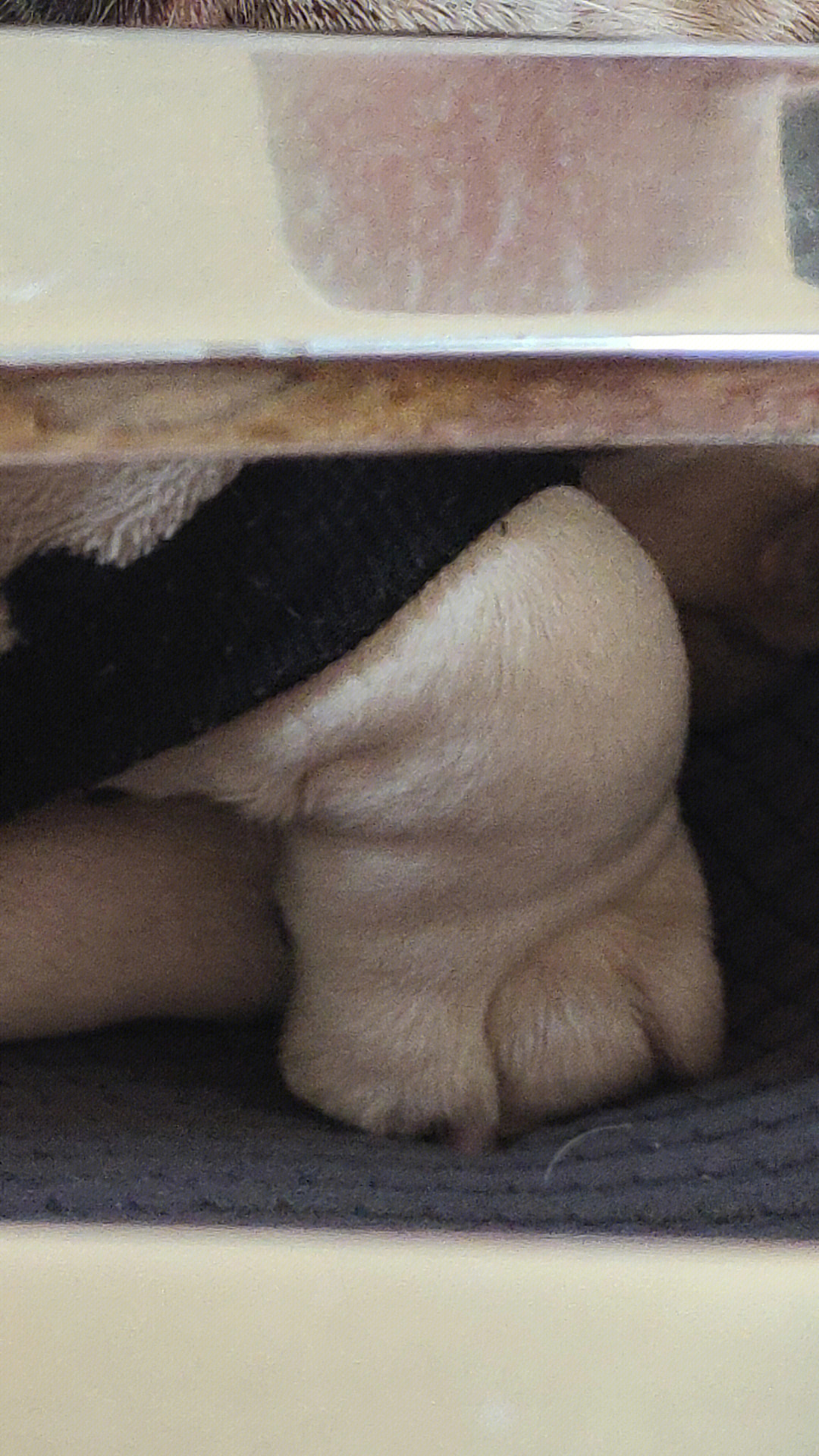 jpg