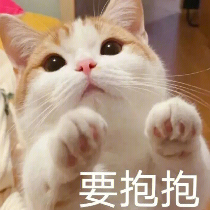 可爱猫咪表情包