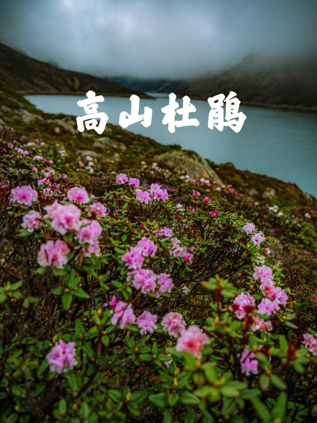 库拉岗日徒步高山杜鹃正当时