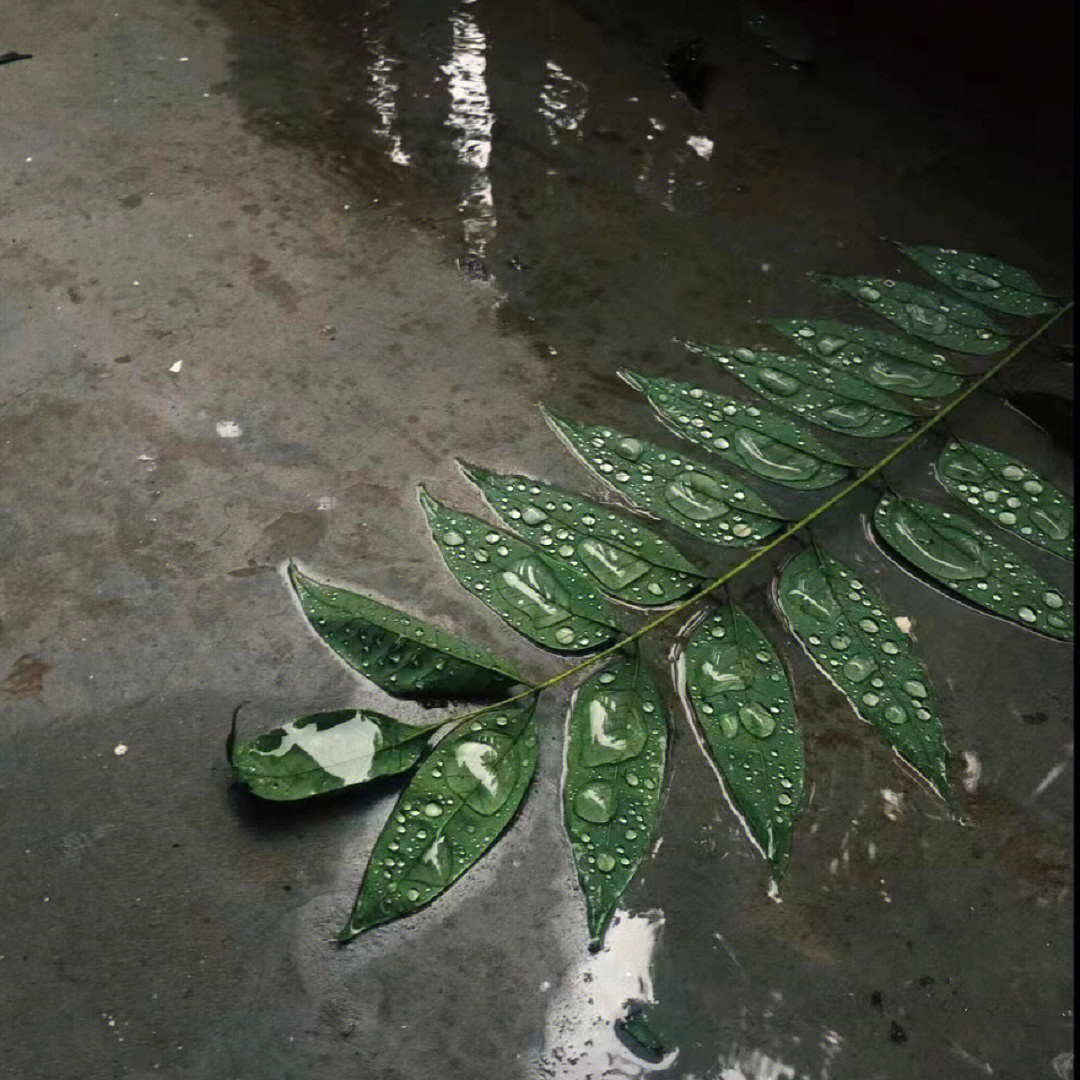jpg