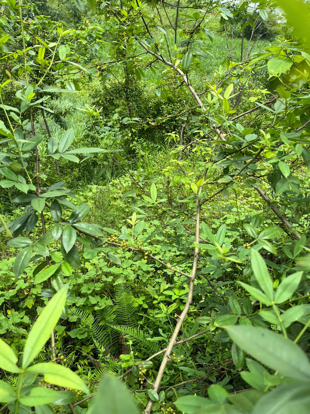 打野笔记 | 渝北区石船镇搬大头笋摘野花椒