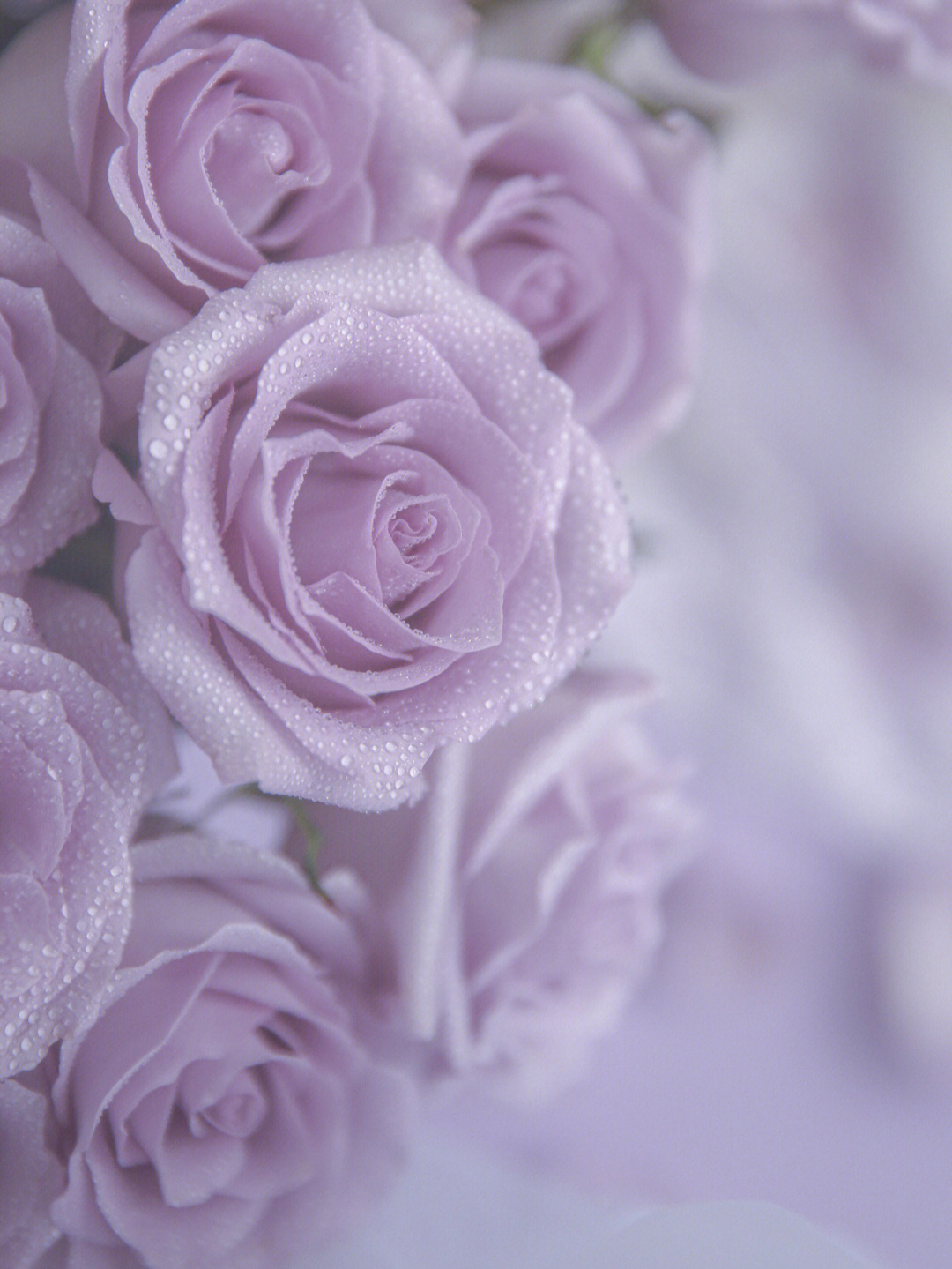 紫玫瑰来自梦幻紫的温柔治愈