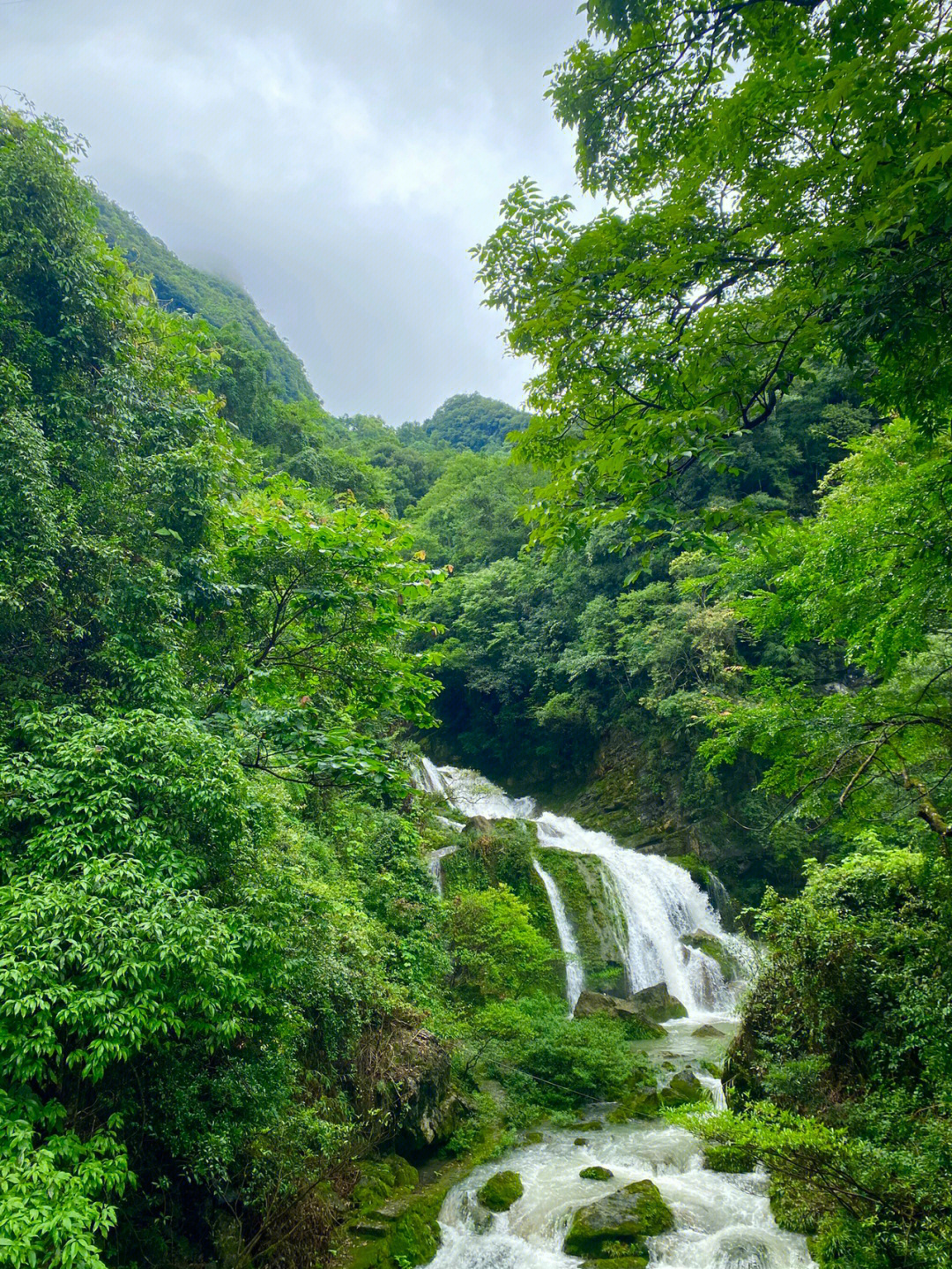 贵州荔波茂兰