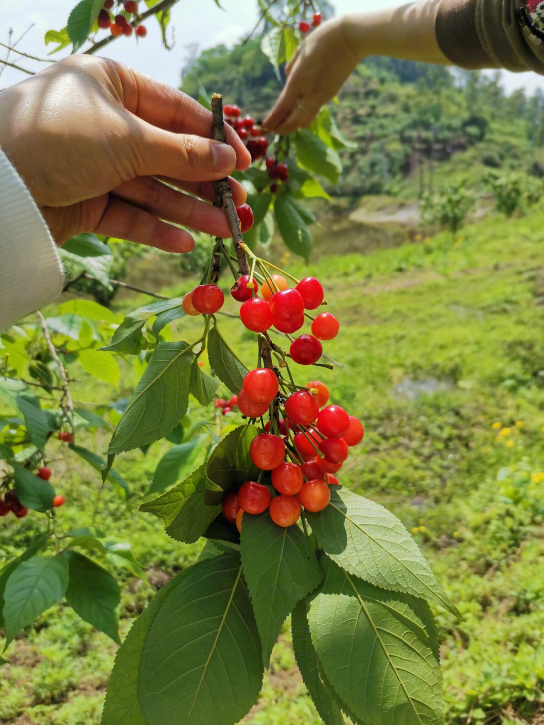 壁山摘樱桃