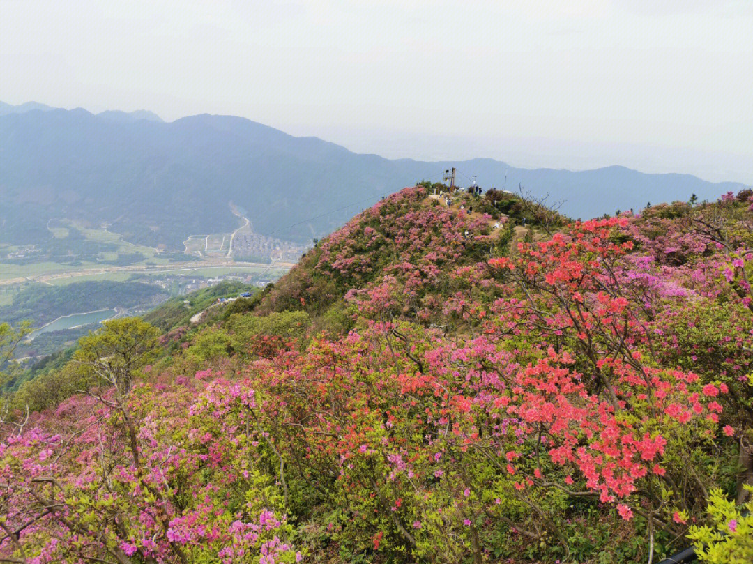 久闻金峨山杜鹃花大名,终于赶上一见