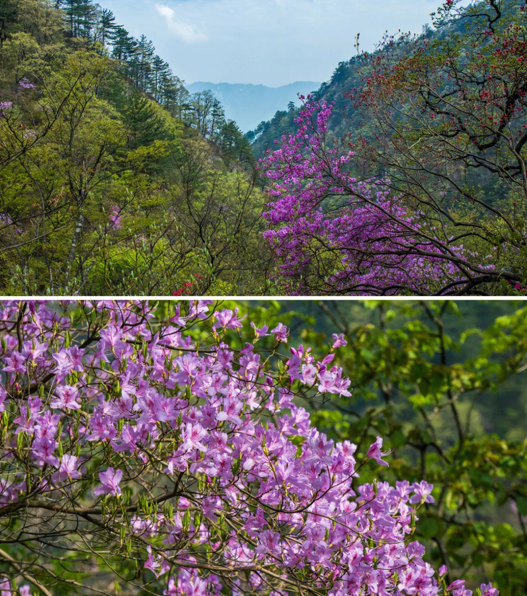 大别山最高峰白马尖千年都枝杜鹃花开