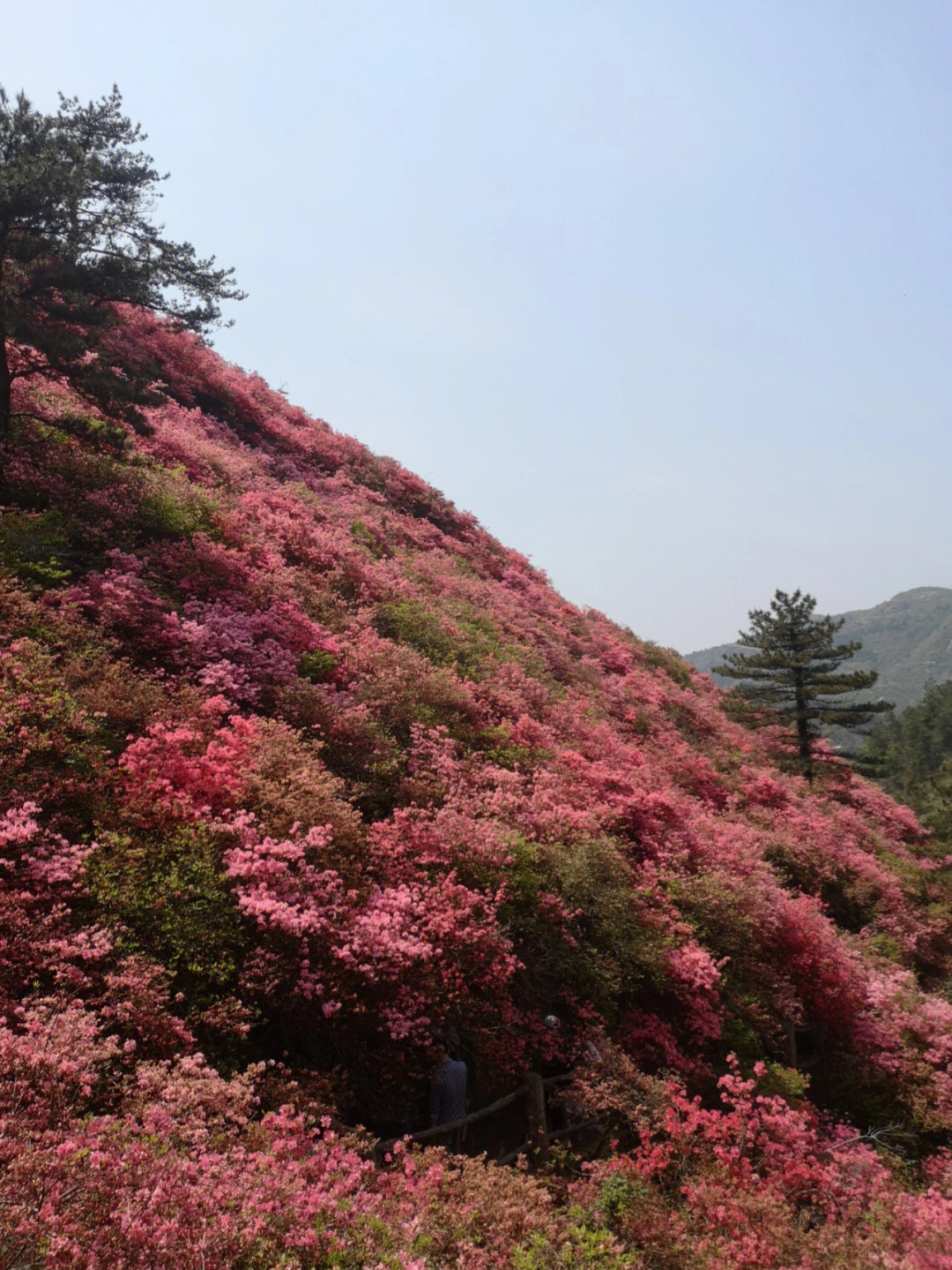 武汉云雾山就是那个叫映山红的杜鹃花