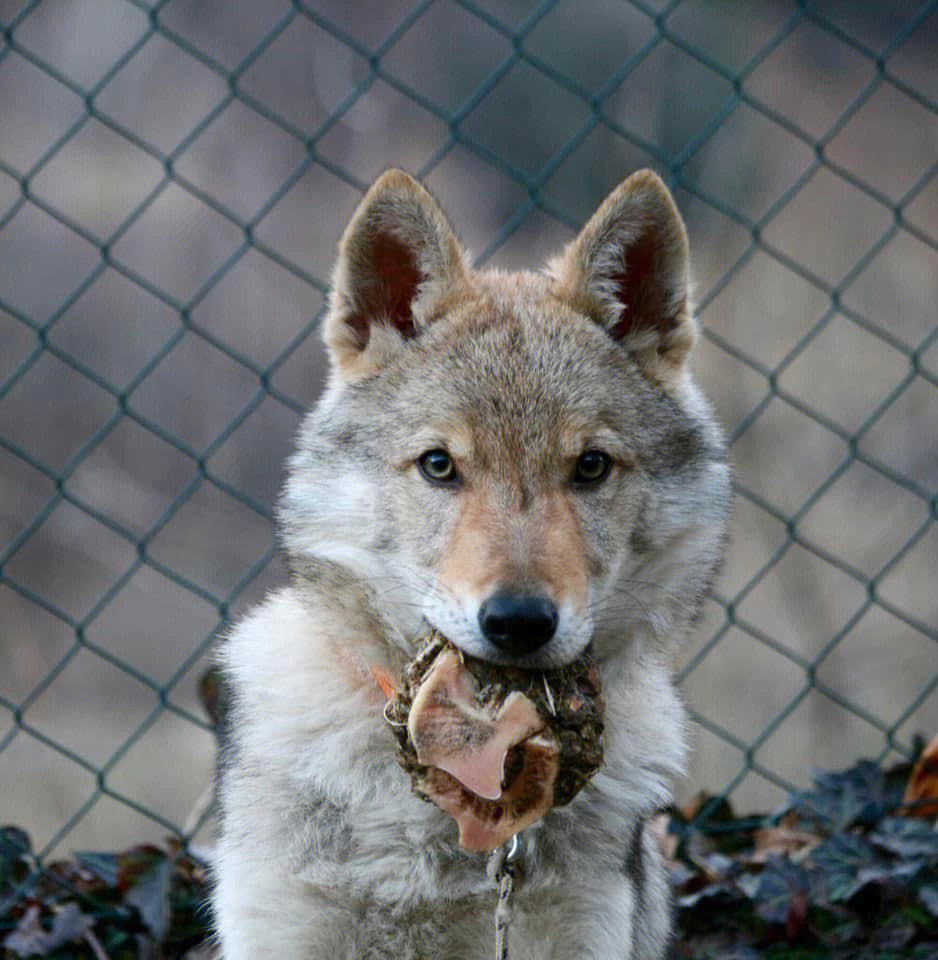 捷克狼犬#纯种犬#狗狗