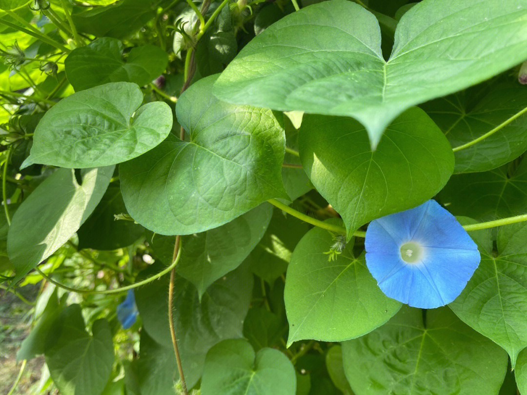 牵牛花