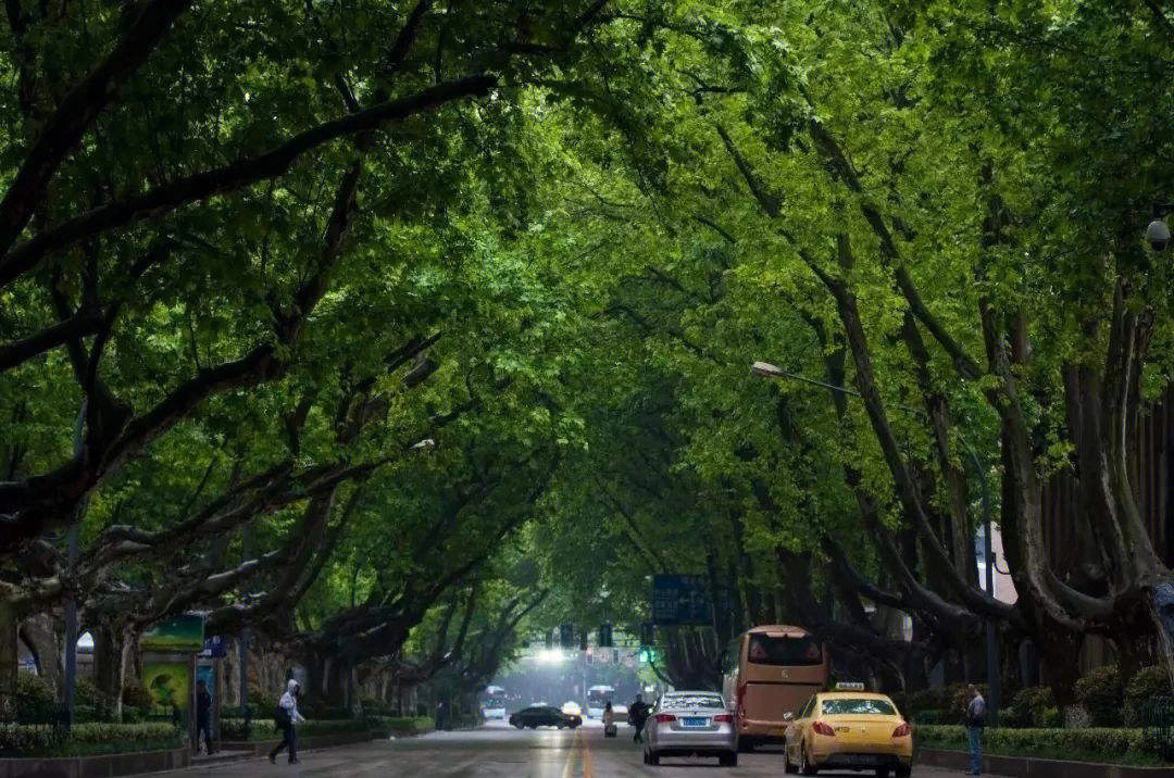 南京梧桐树