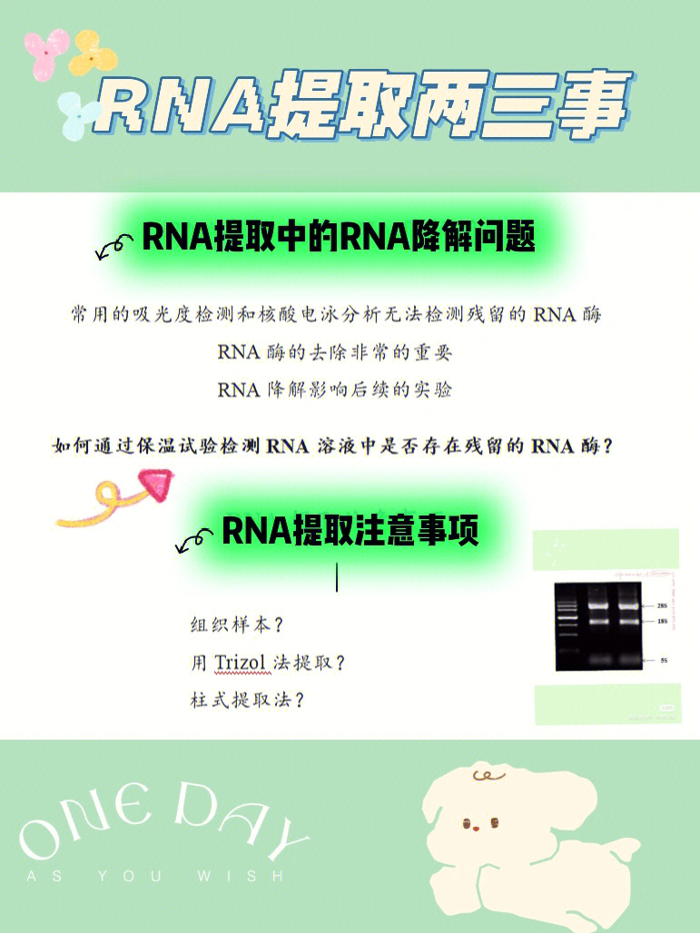 光度检测和核酸电泳分析并不能够告诉我们rna溶液中有没有残留的rna酶