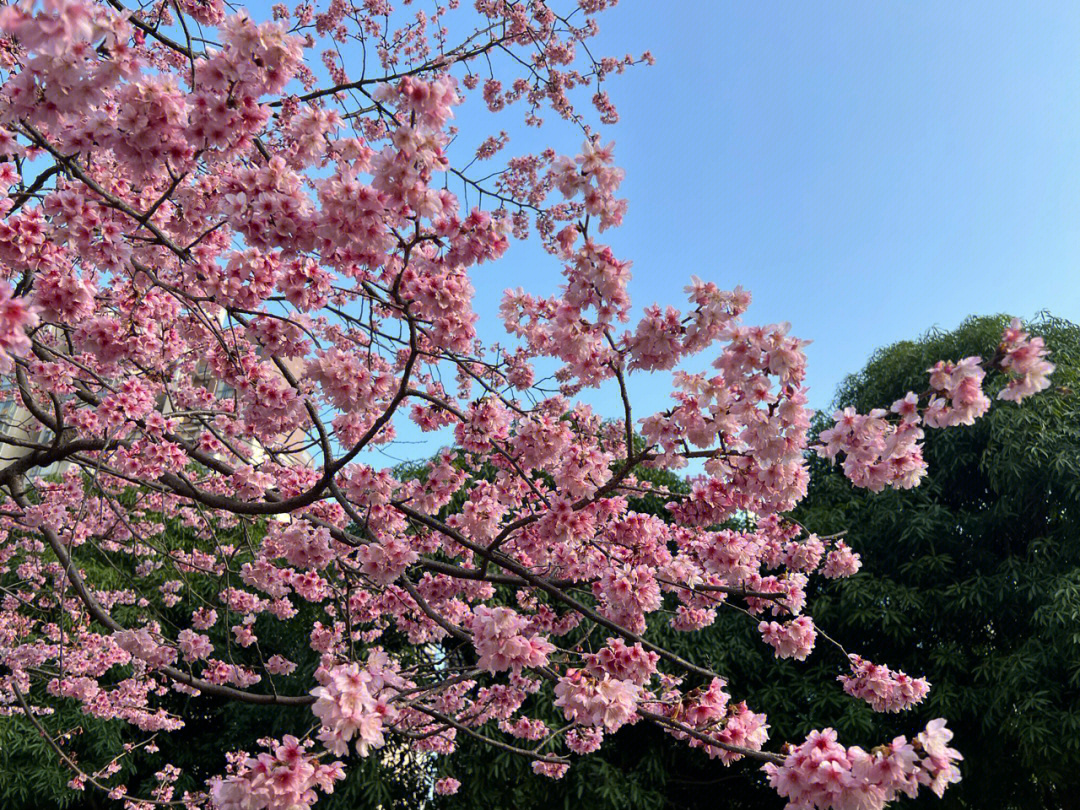 樱花盛开的季节