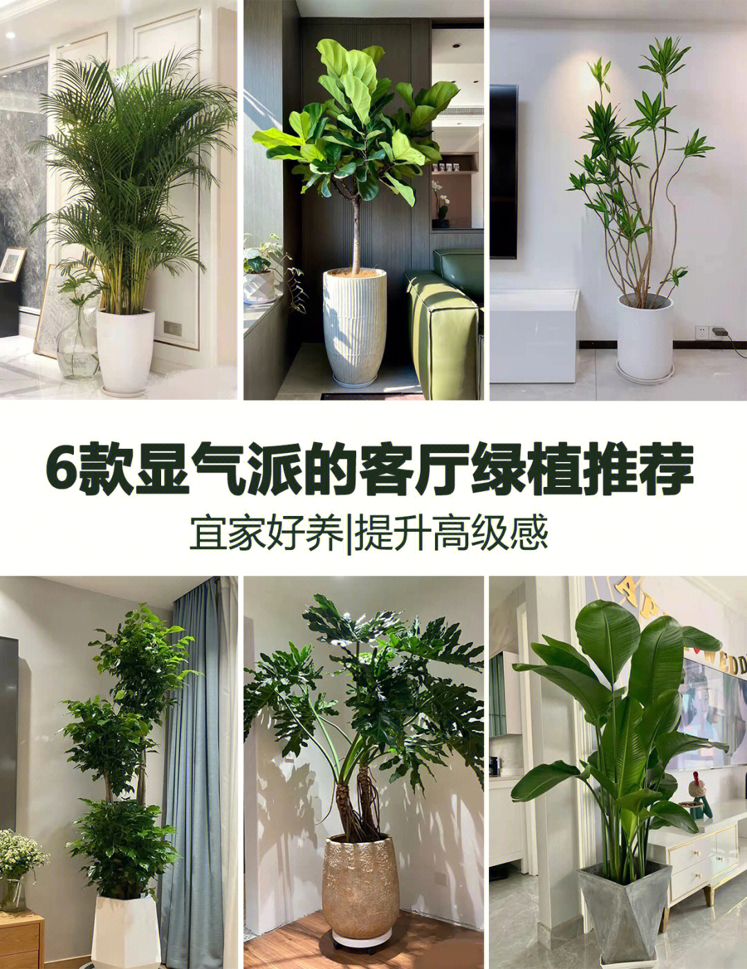 6款超显气派的客厅绿植推荐提升高级感