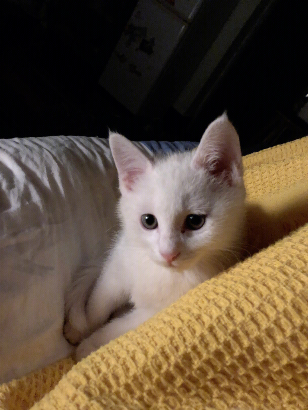 2个月小白猫找领养 - 哔哩哔哩