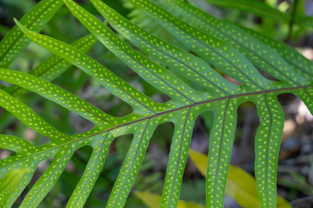 scolopendria 也叫瘤蕨 夏威夷庭院以及路边最常见的绿化用蕨类植物