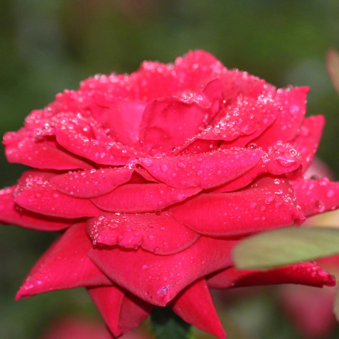 雨后玫瑰,娇艳欲滴959595