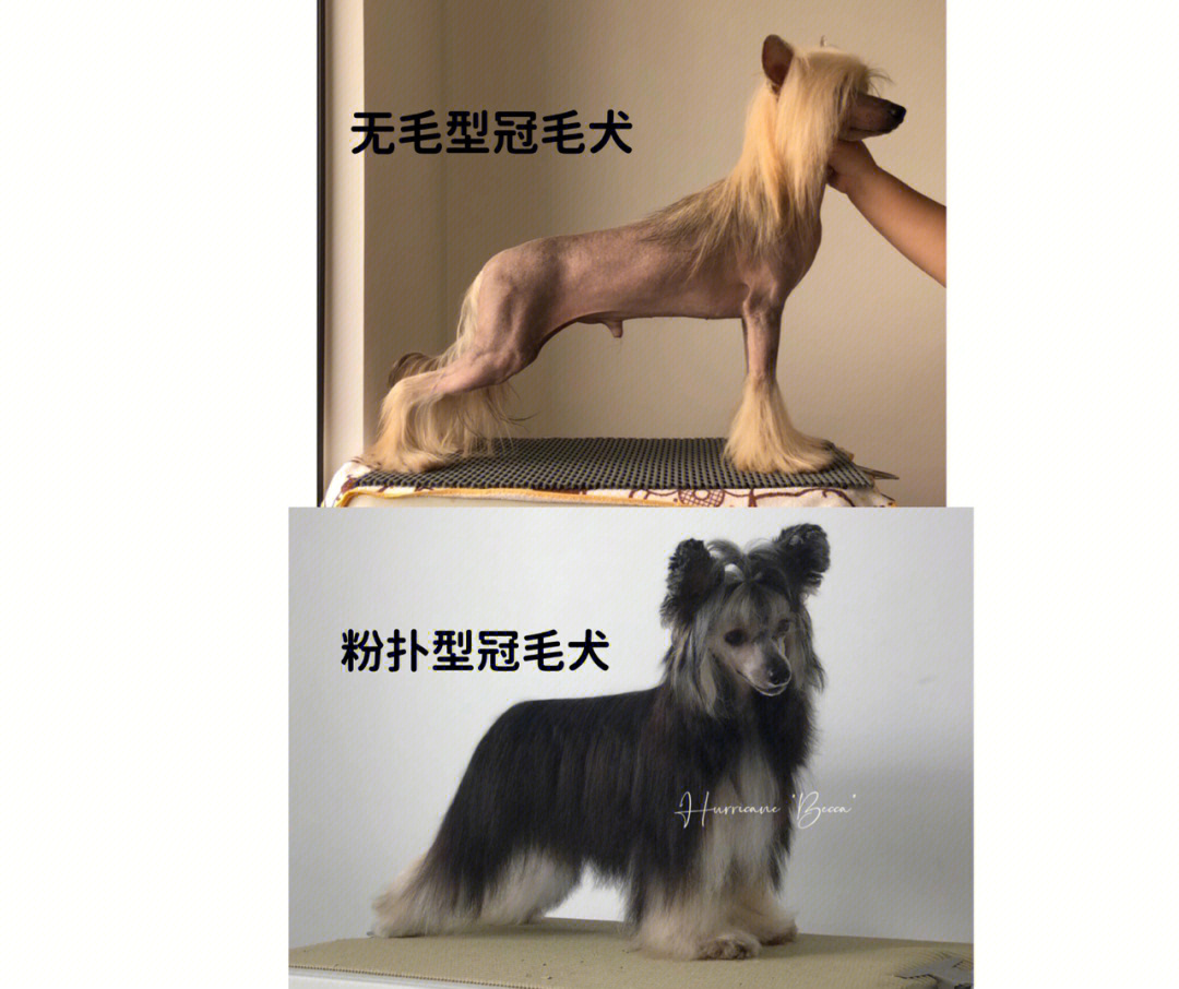 冠毛犬有两种类型粉扑puff和无毛hl