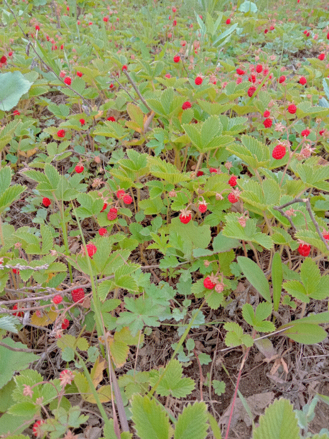 野草莓