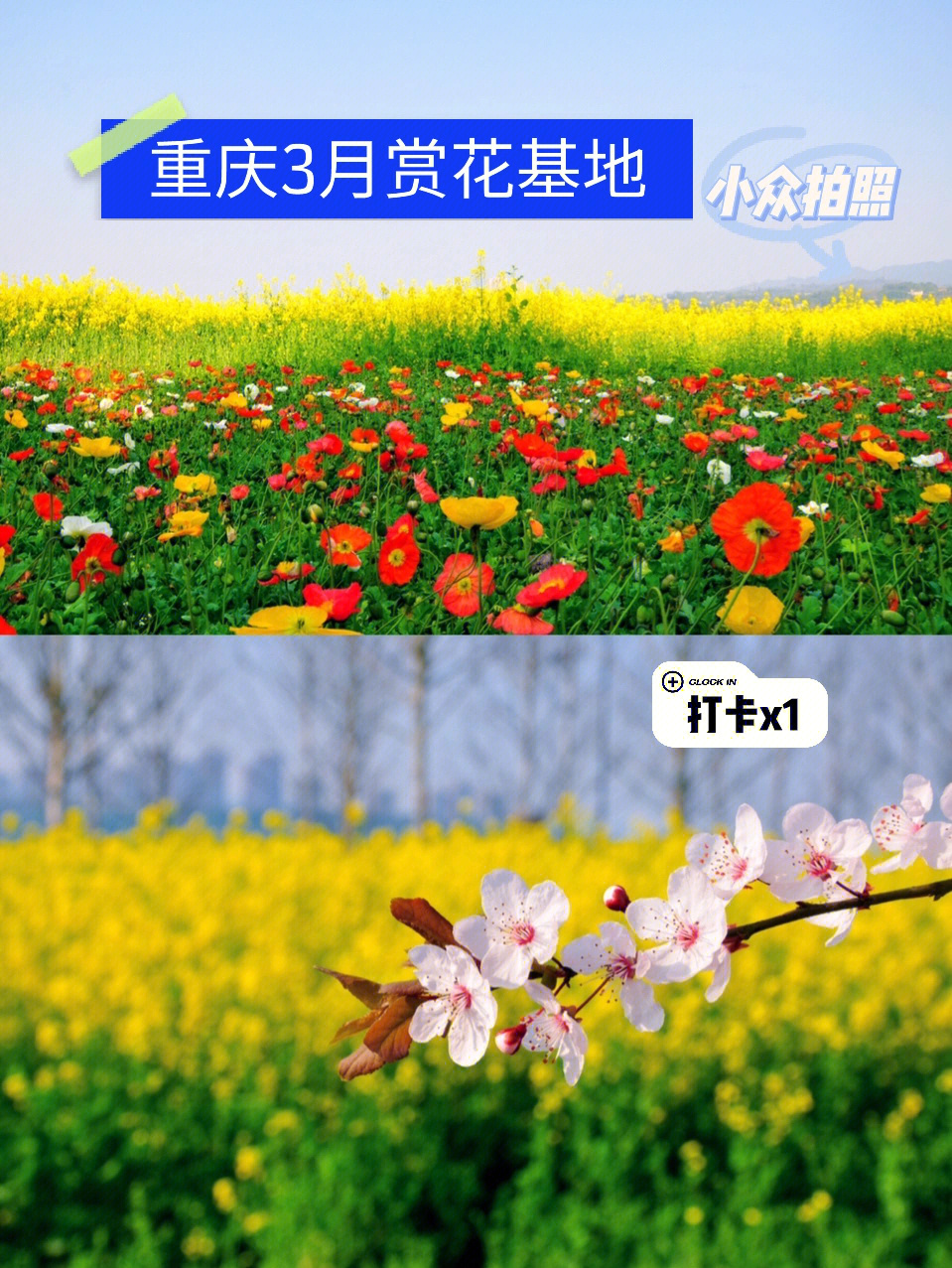 重庆赏花攻略重庆3月赏花基地拍照基地