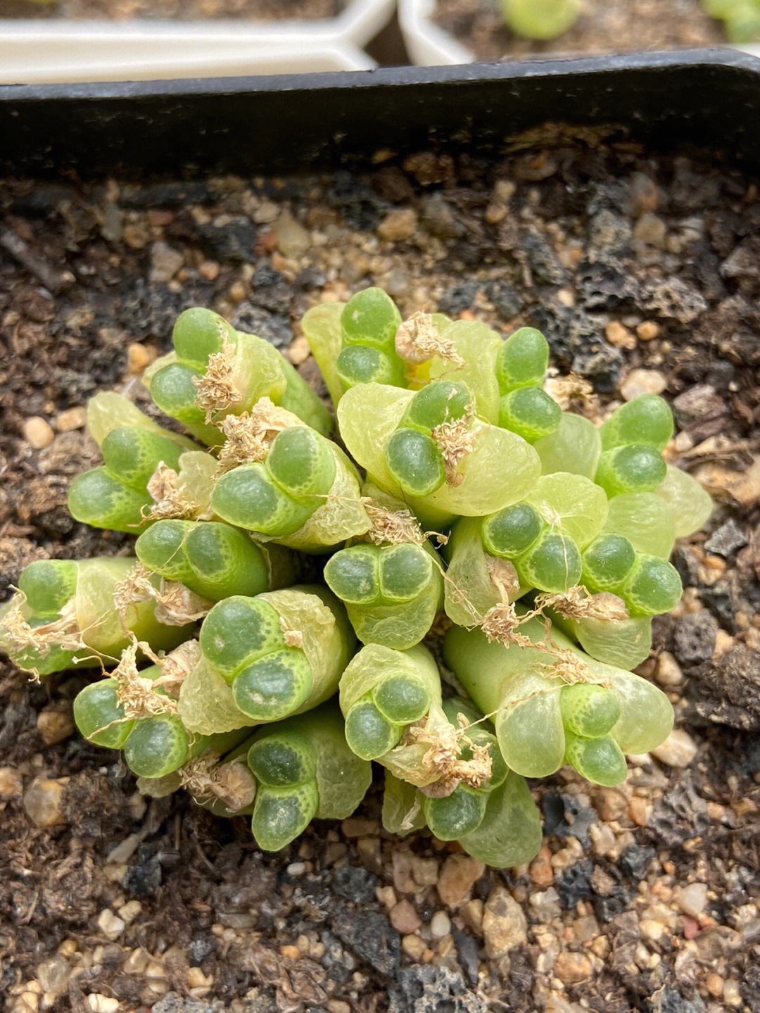 多肉植物风铃玉