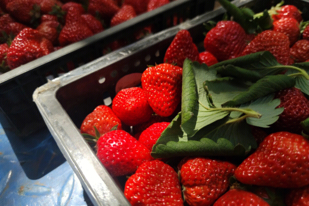 学校超市新进草莓�