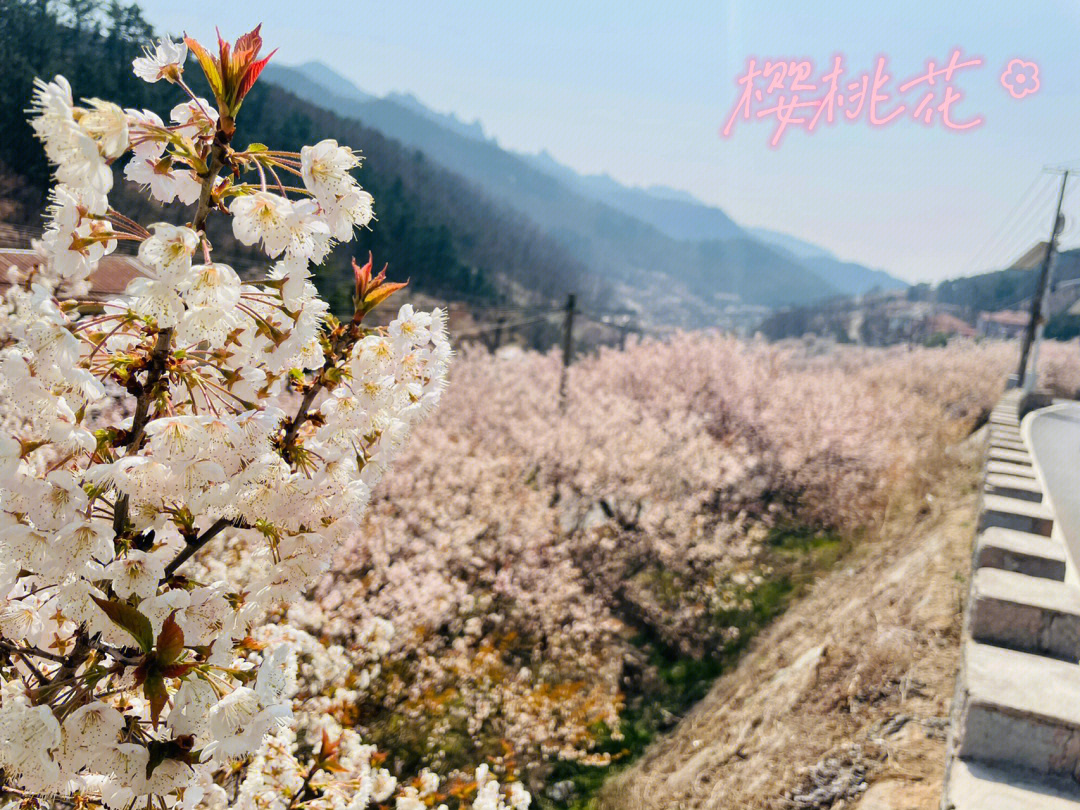 青岛崂山九水线樱桃花