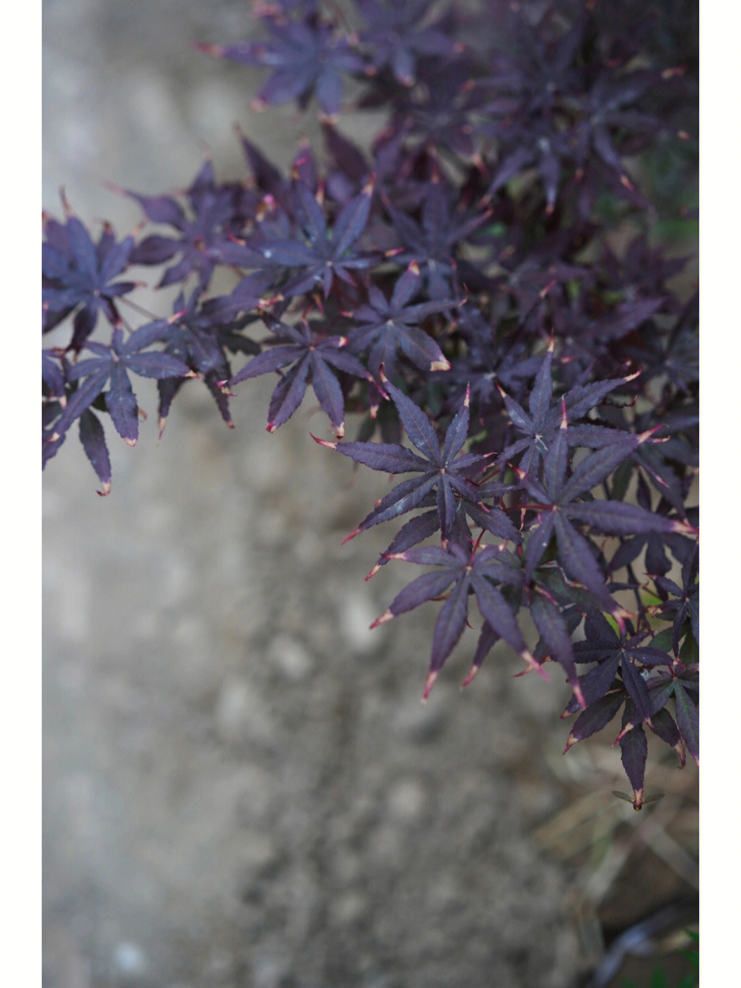 紫鬼的焦尖尖让它有种别样的美#枫树 紫精灵