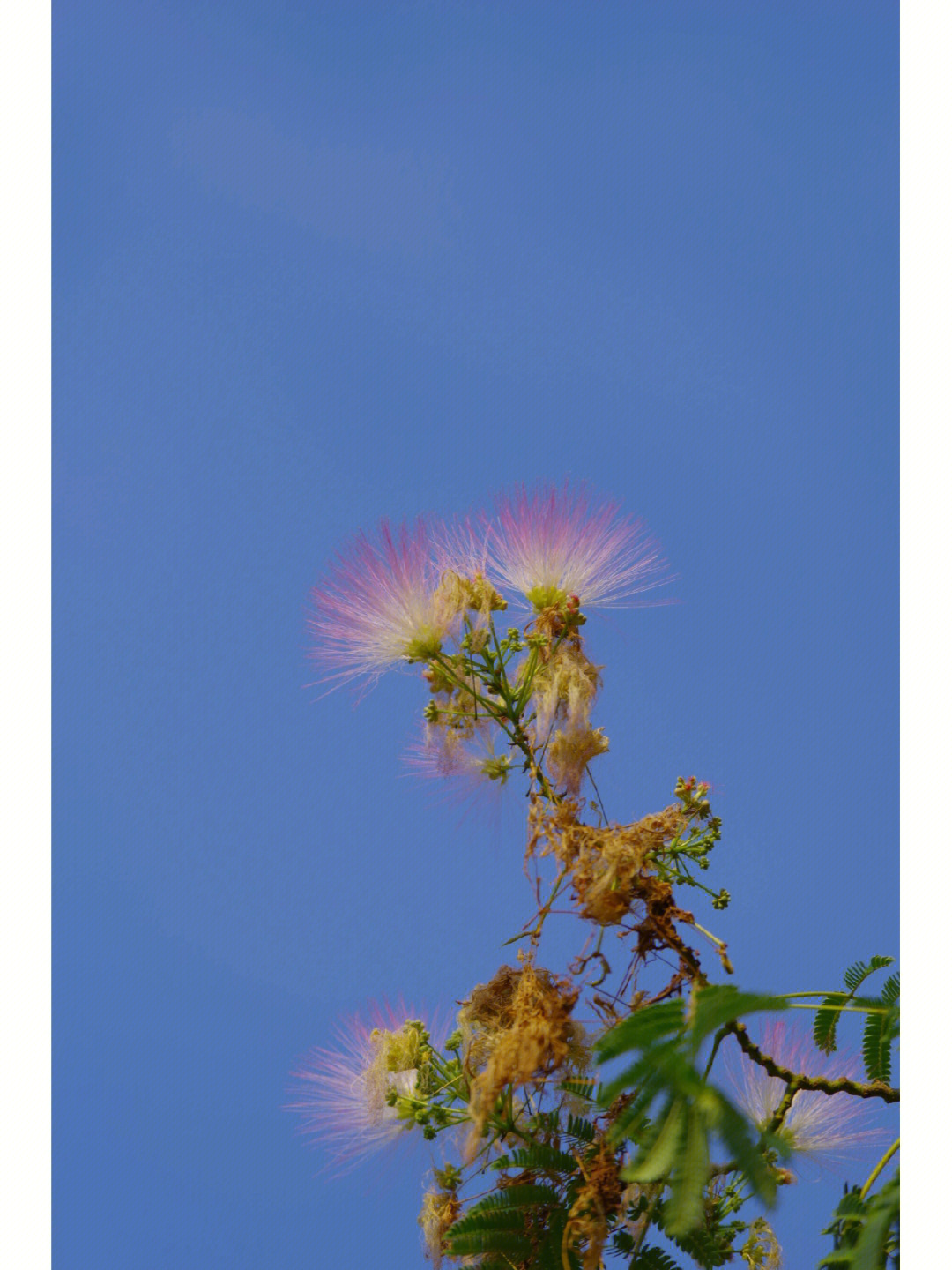 夏日植物合欢花