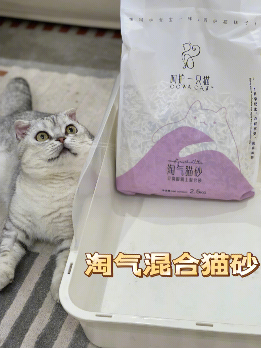 小猫咪慕白也需要我们的呵护