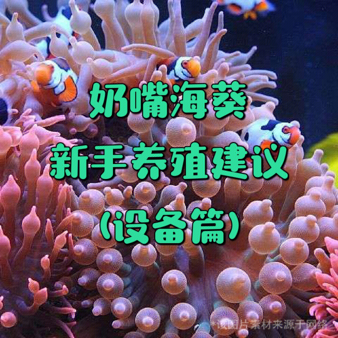 奶嘴海葵丨新手养殖建议(设备篇)