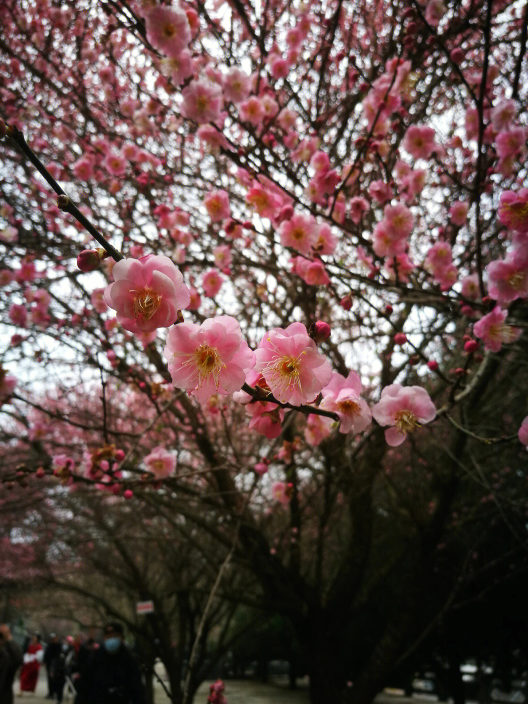 林阳寺梅花盛开