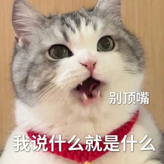 可爱的猫咪表情包来了