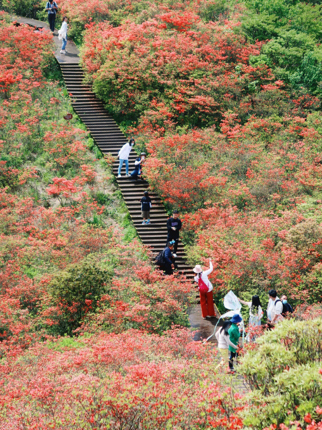 52浏阳大围山杜鹃花海