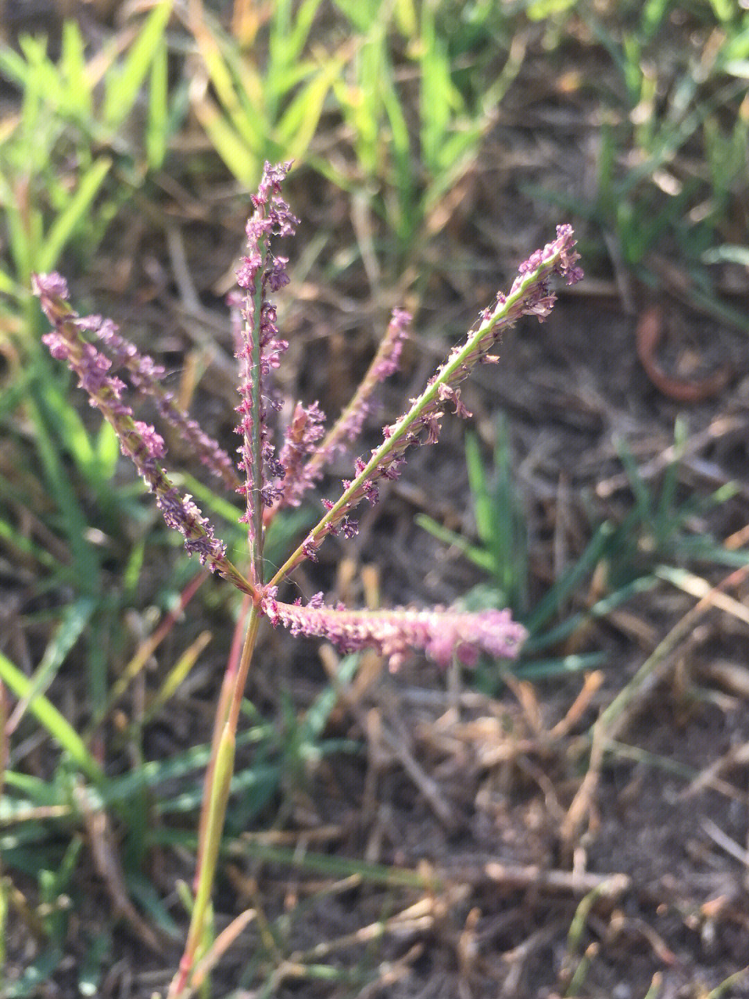 狼牙根草