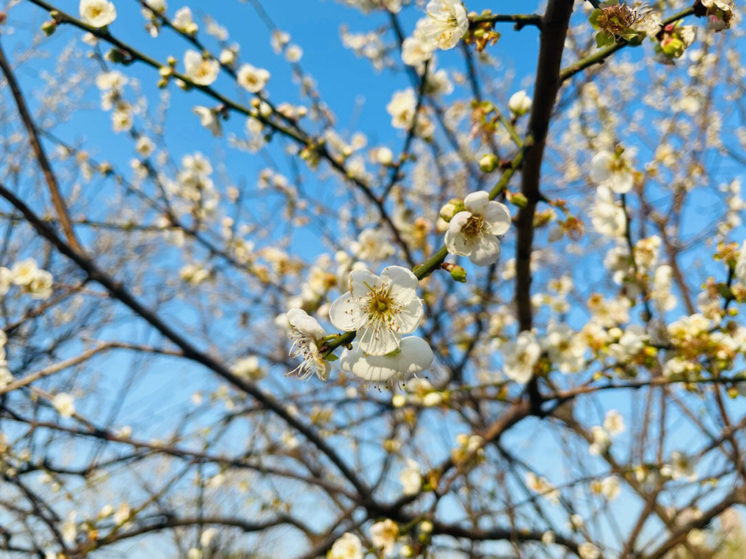 广州赏花冬日赏花赏梅梅花