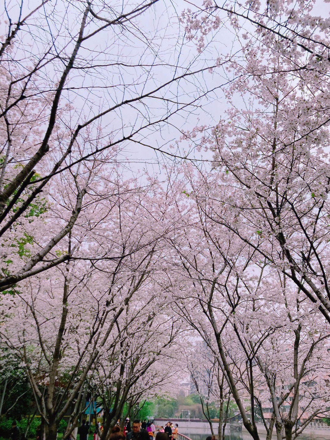 春日赏樱花sakura