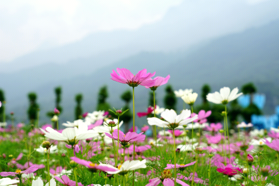 绵竹格桑花海