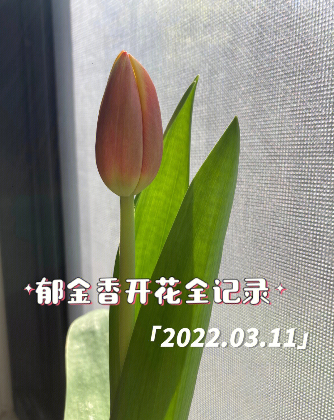 郁金香开花记录