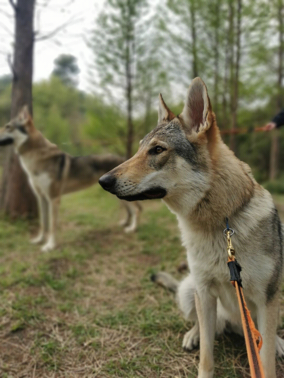 昆明本地捷克狼犬接受预订